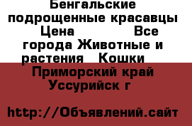 Бенгальские подрощенные красавцы. › Цена ­ 20 000 - Все города Животные и растения » Кошки   . Приморский край,Уссурийск г.